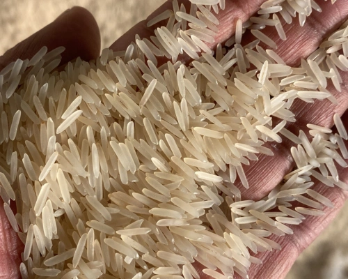 1509 Sella (Basmati Rice)